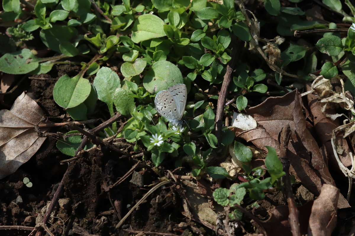 f:id:butterflyer:20210317211017j:plain