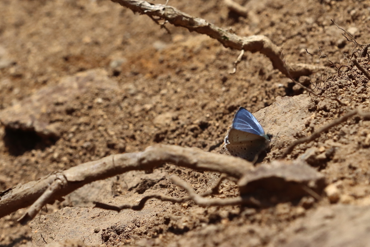 f:id:butterflyer:20210317211049j:plain