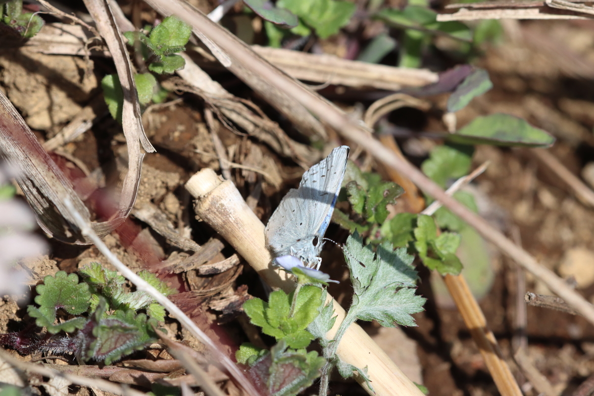 f:id:butterflyer:20210317211117j:plain