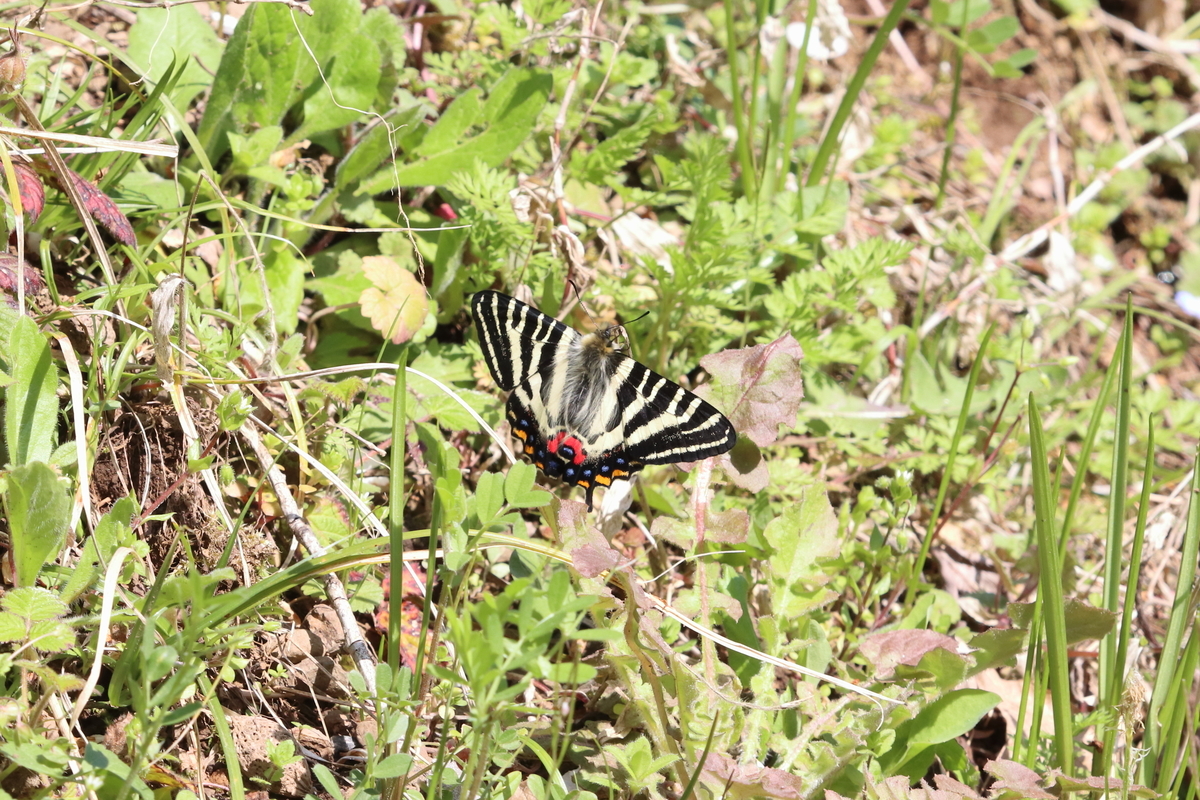 f:id:butterflyer:20210326182956j:plain