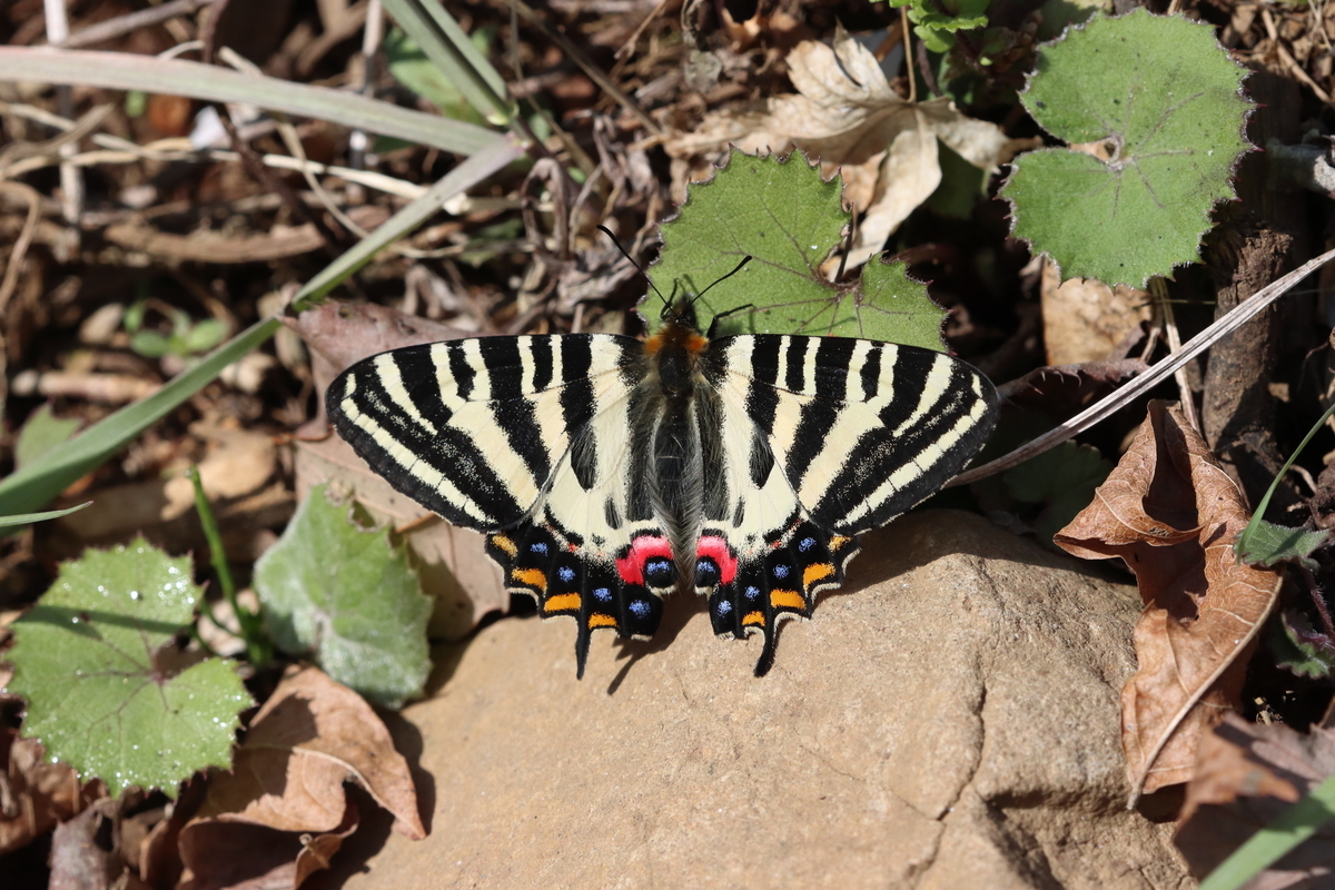 f:id:butterflyer:20210326183929j:plain