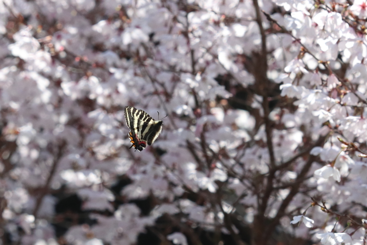 f:id:butterflyer:20210326184201j:plain