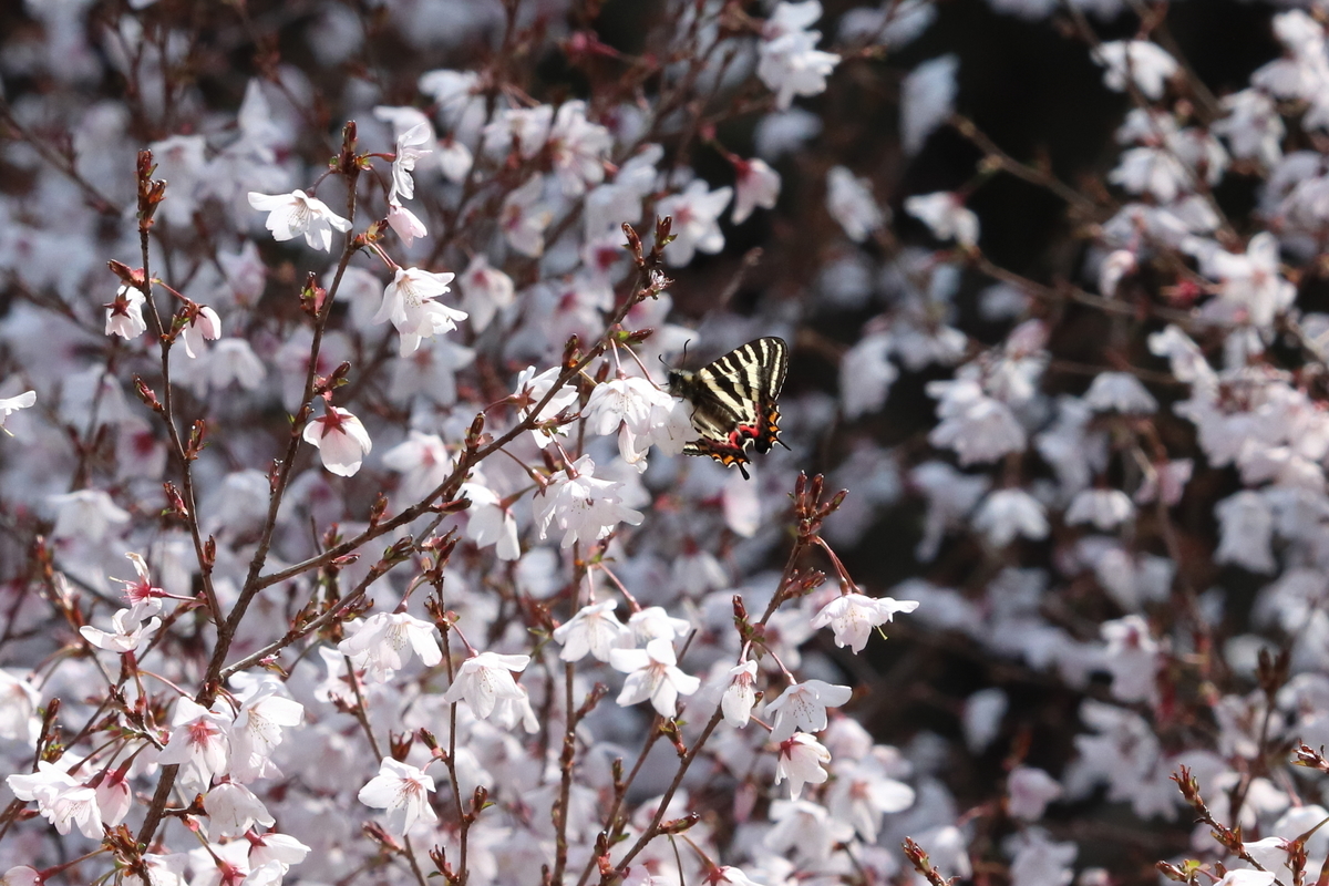 f:id:butterflyer:20210326184318j:plain