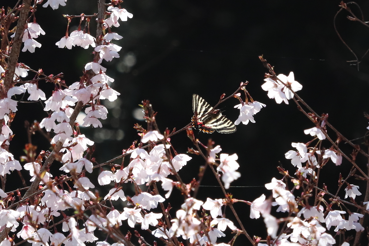 f:id:butterflyer:20210326184428j:plain