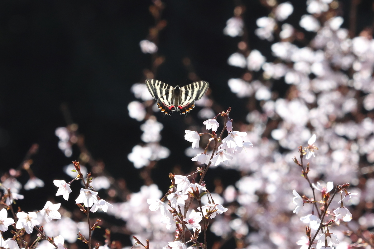 f:id:butterflyer:20210326184817j:plain