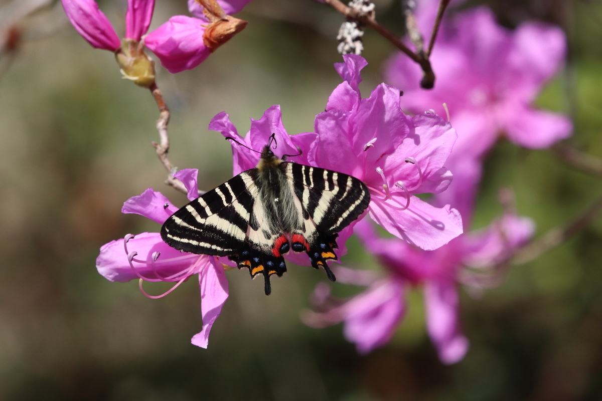 花々とギフチョウ！2021年3月27日, 石砂山にて - butterflyer's blog