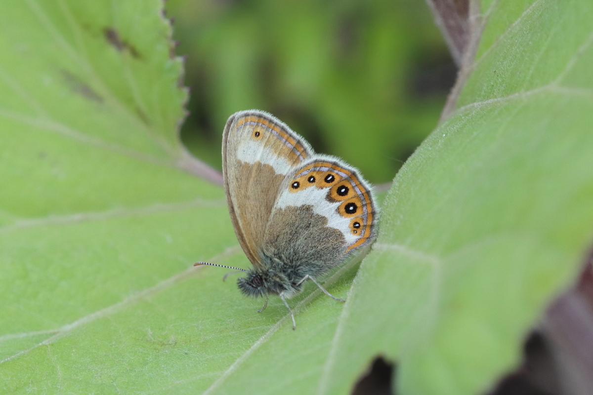 f:id:butterflyer:20210701222057j:plain