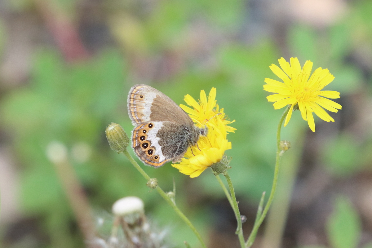 f:id:butterflyer:20210701223255j:plain