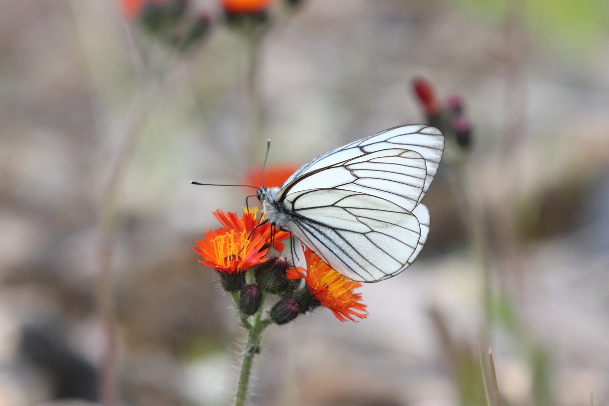 f:id:butterflyer:20210701223419j:plain