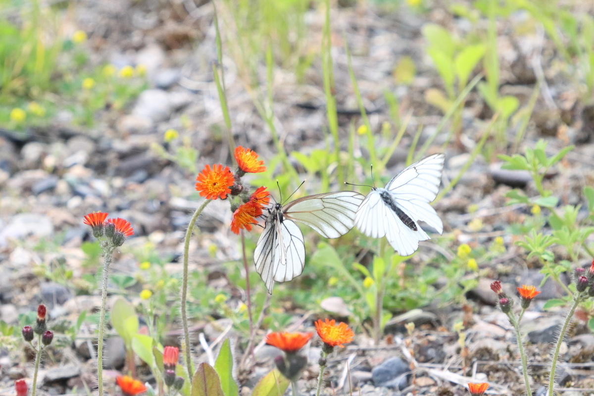 f:id:butterflyer:20210701223431j:plain