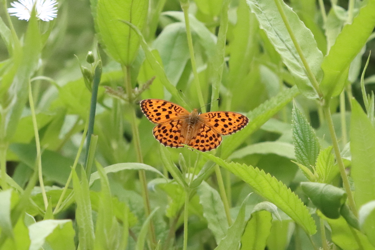 f:id:butterflyer:20210701223953j:plain