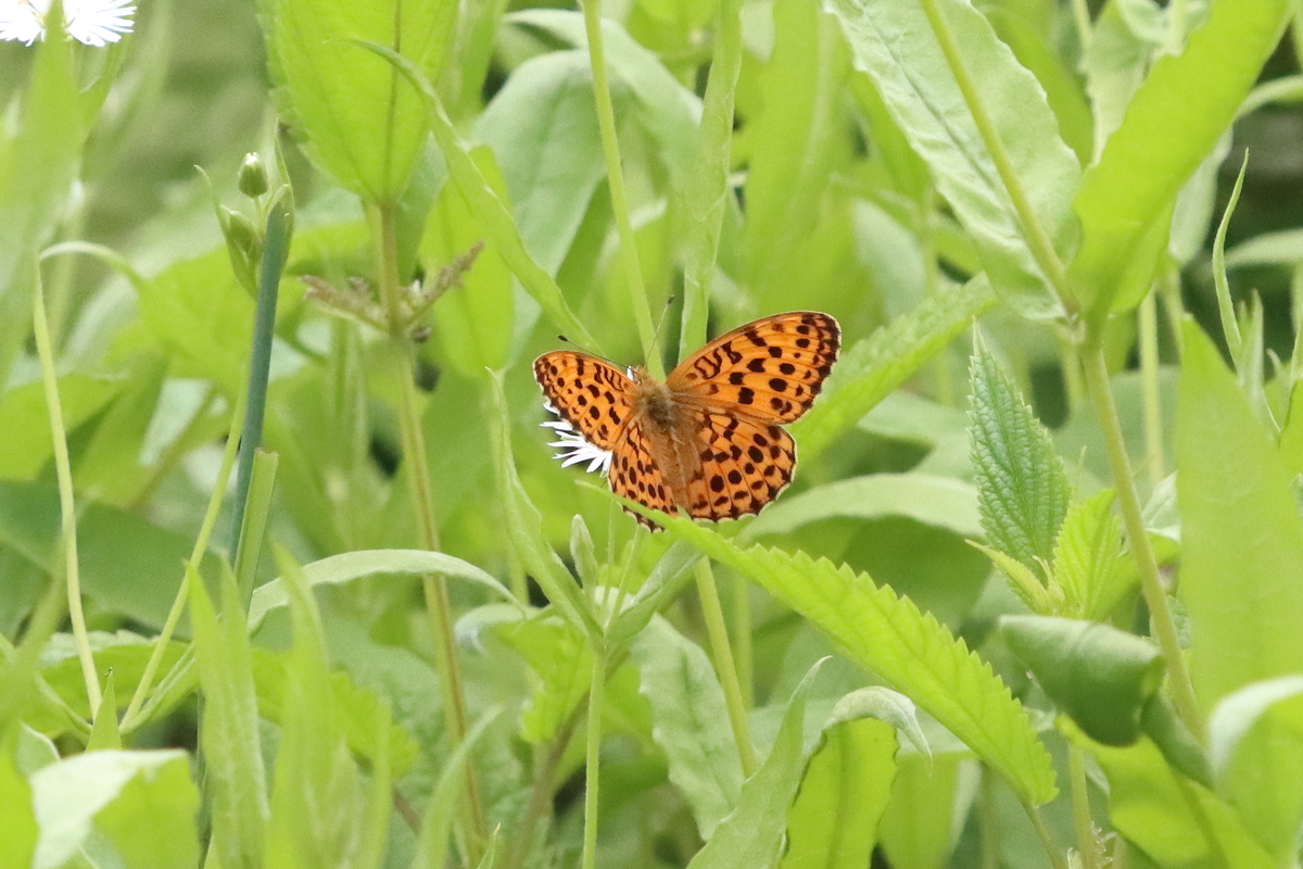 f:id:butterflyer:20210701223958j:plain