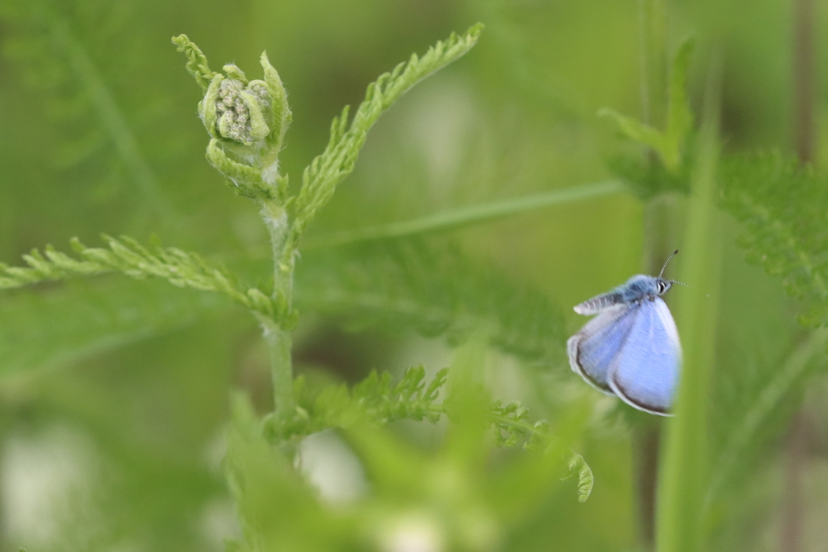 f:id:butterflyer:20210701224855j:plain