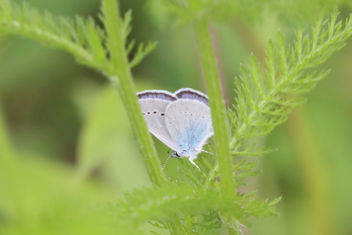 f:id:butterflyer:20210701225013j:plain