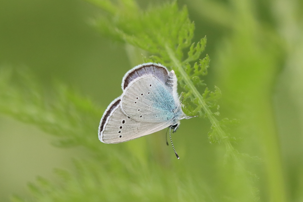 f:id:butterflyer:20210701225018j:plain