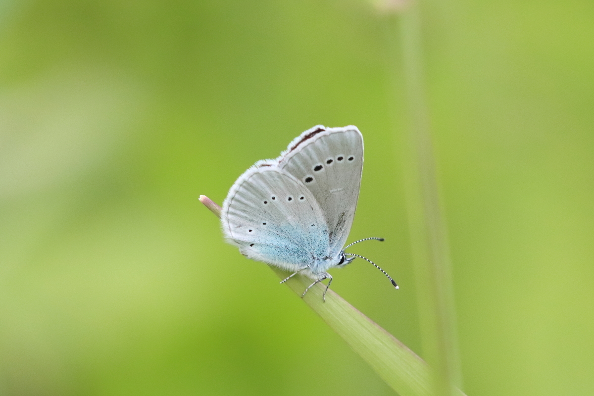 f:id:butterflyer:20210701225021j:plain