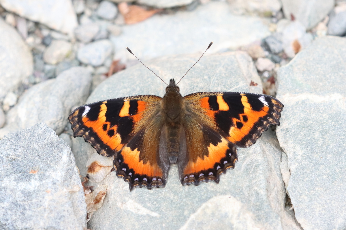 オオイチモンジとジョウザンシジミ！！旭川から大雪湖へ