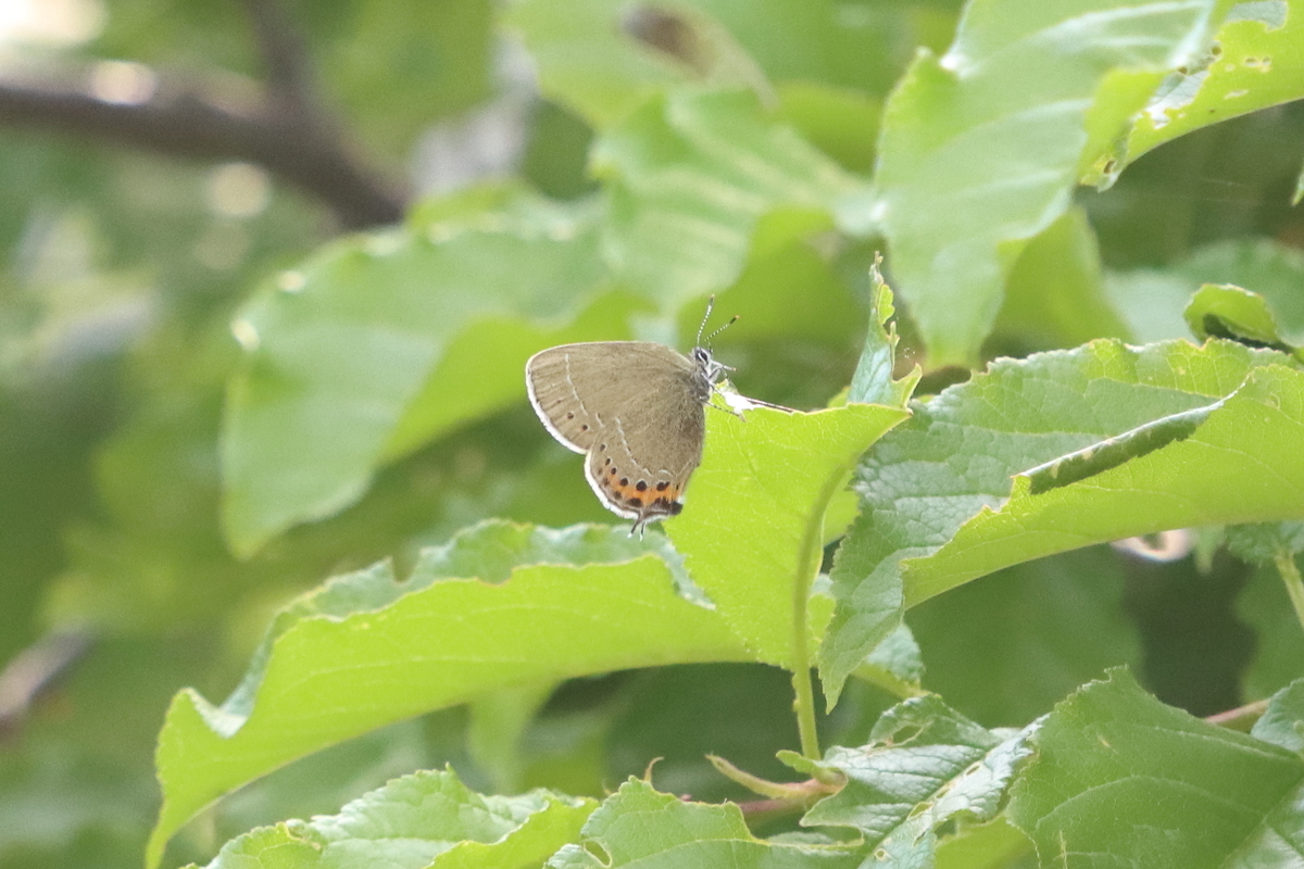 f:id:butterflyer:20210705201745j:plain