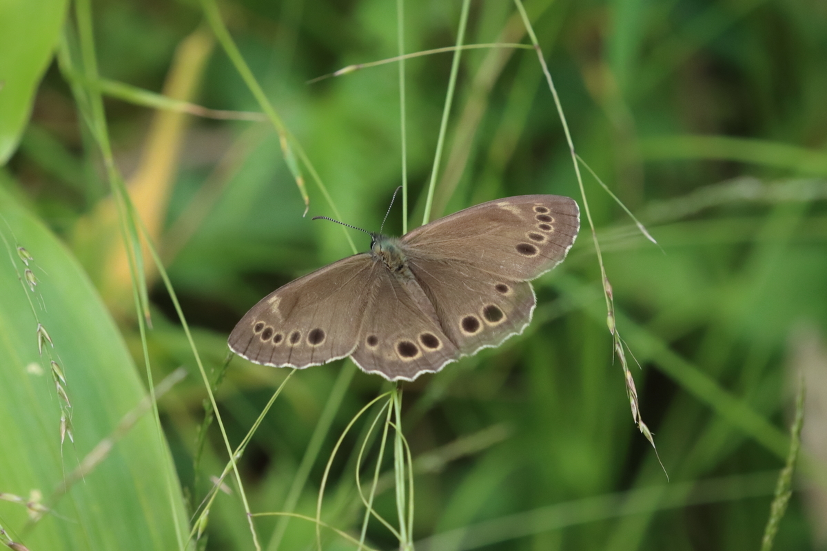 f:id:butterflyer:20210718171914j:plain