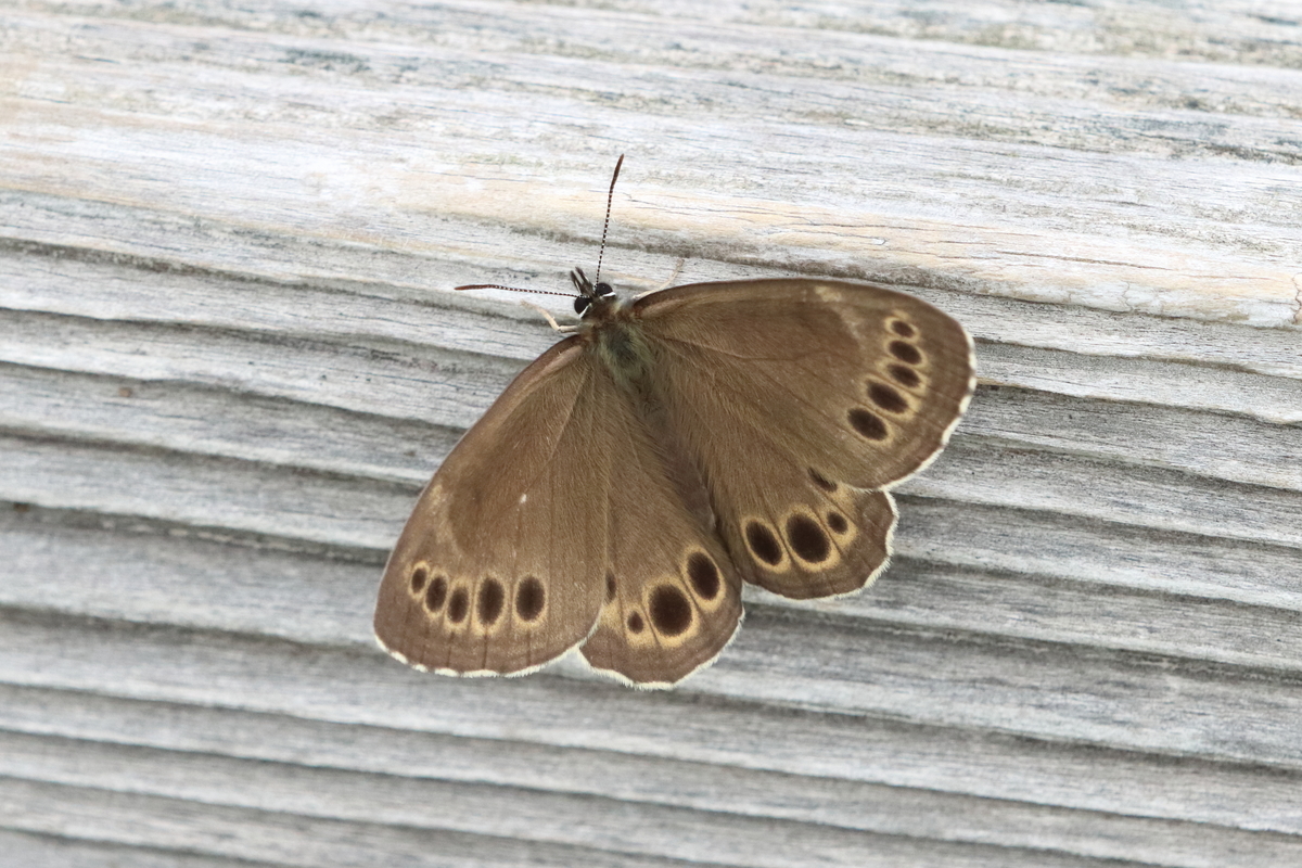 f:id:butterflyer:20210718173630j:plain