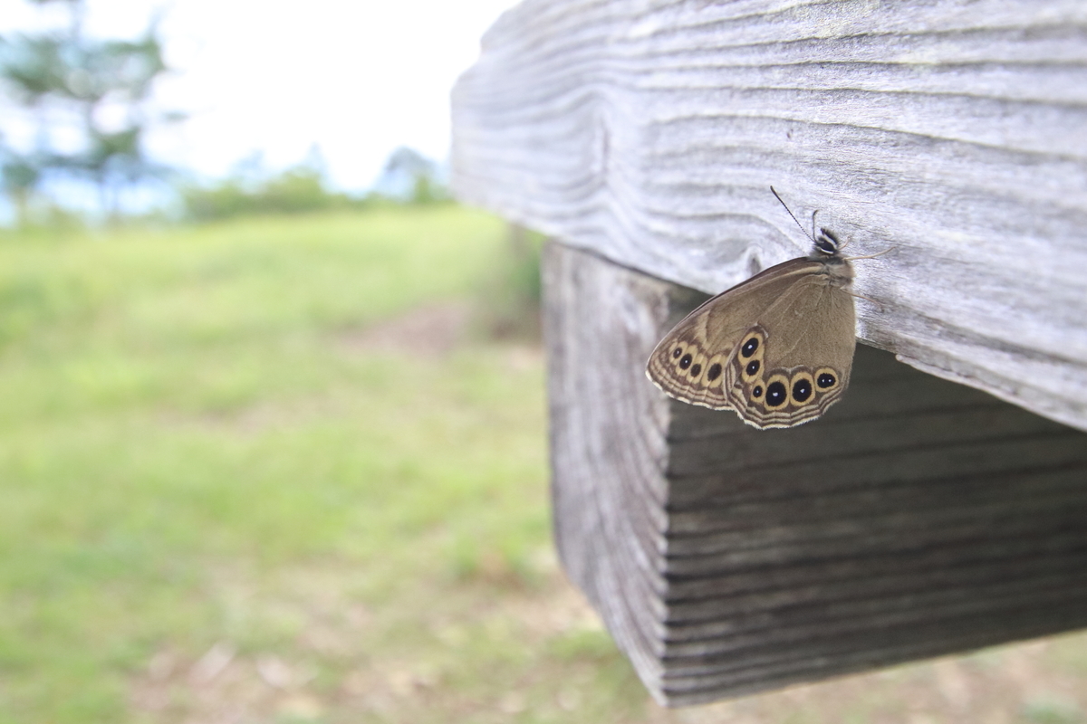 f:id:butterflyer:20210718173914j:plain