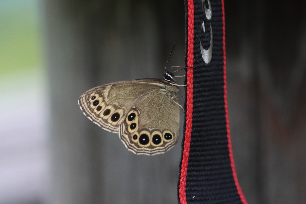 f:id:butterflyer:20210718174002j:plain