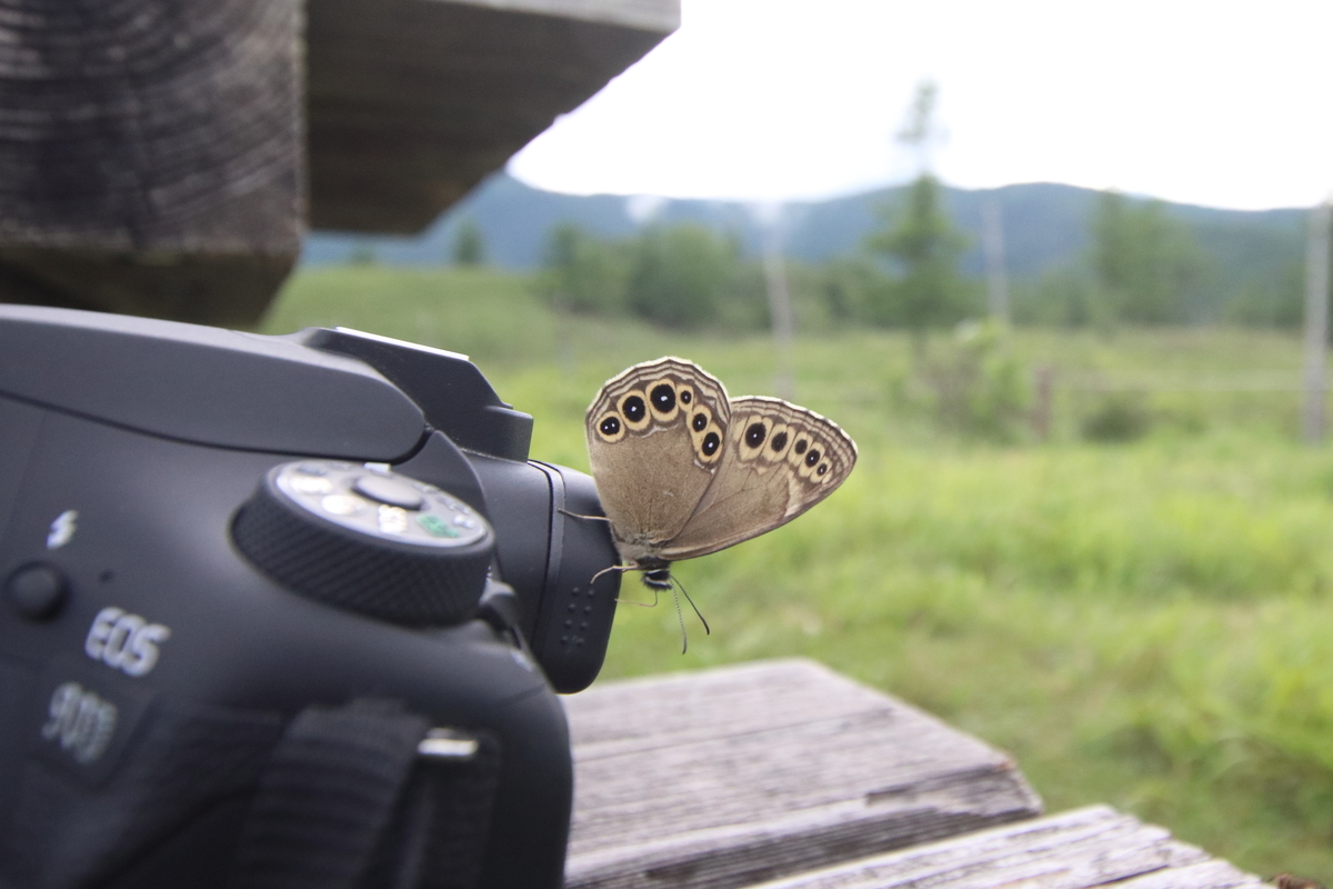 f:id:butterflyer:20210718174054j:plain