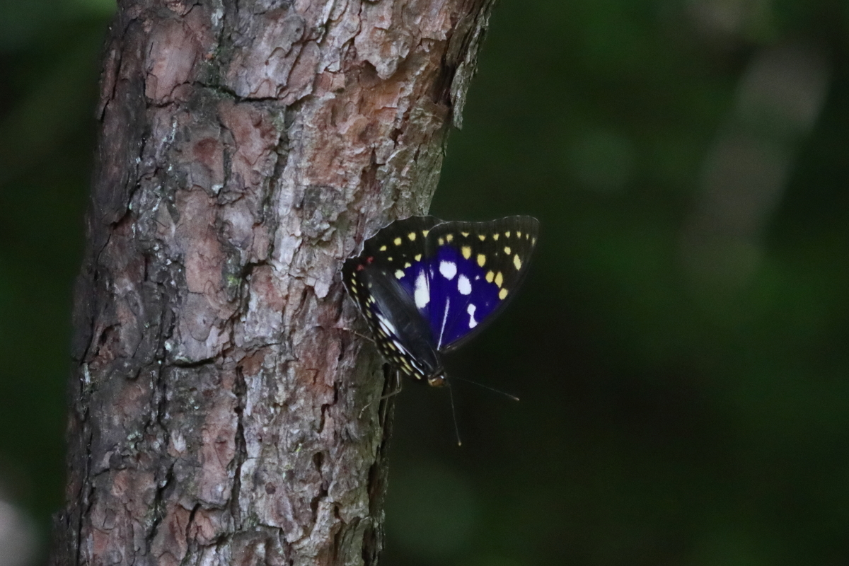 f:id:butterflyer:20210718174318j:plain