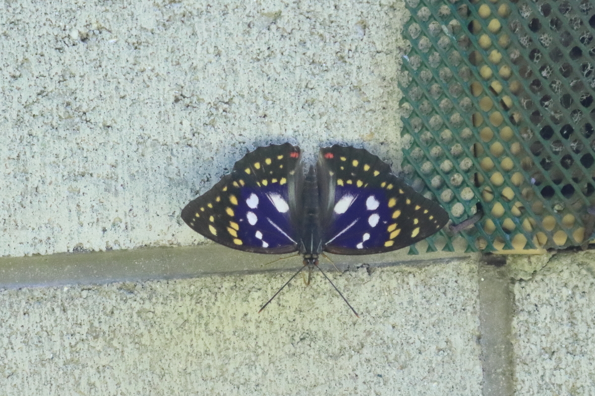 f:id:butterflyer:20210718174321j:plain