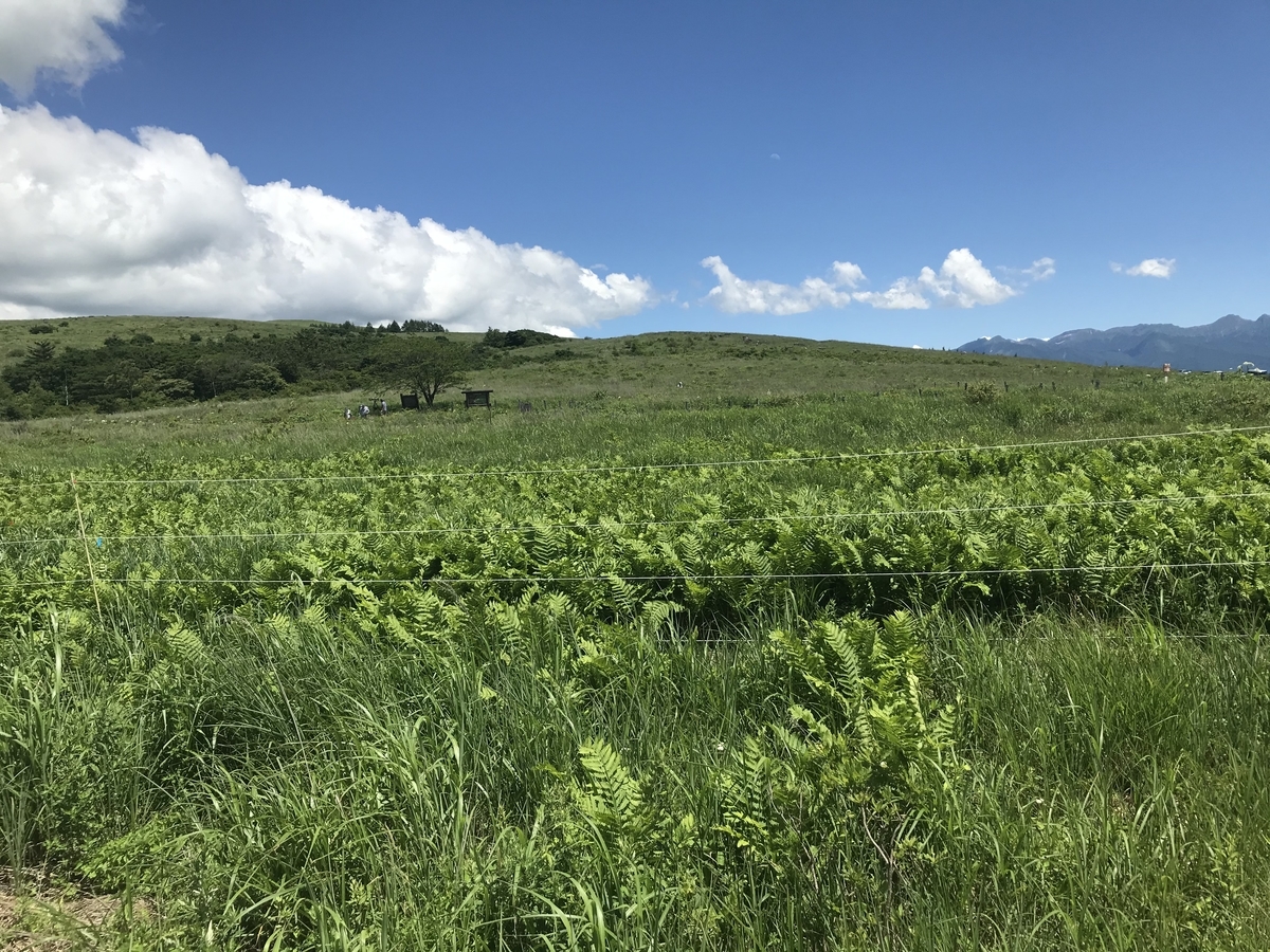 f:id:butterflyer:20210725230049j:plain