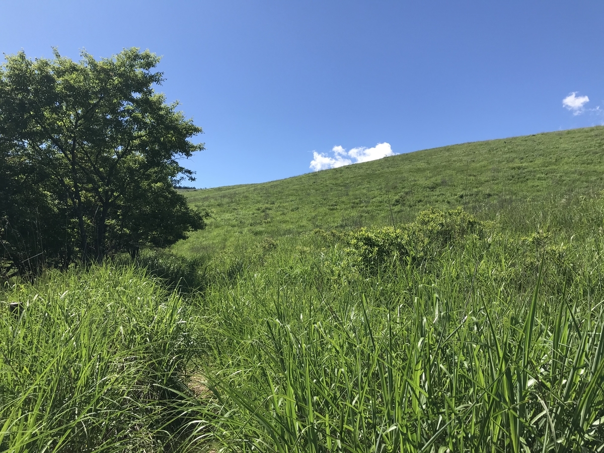 f:id:butterflyer:20210725230112j:plain