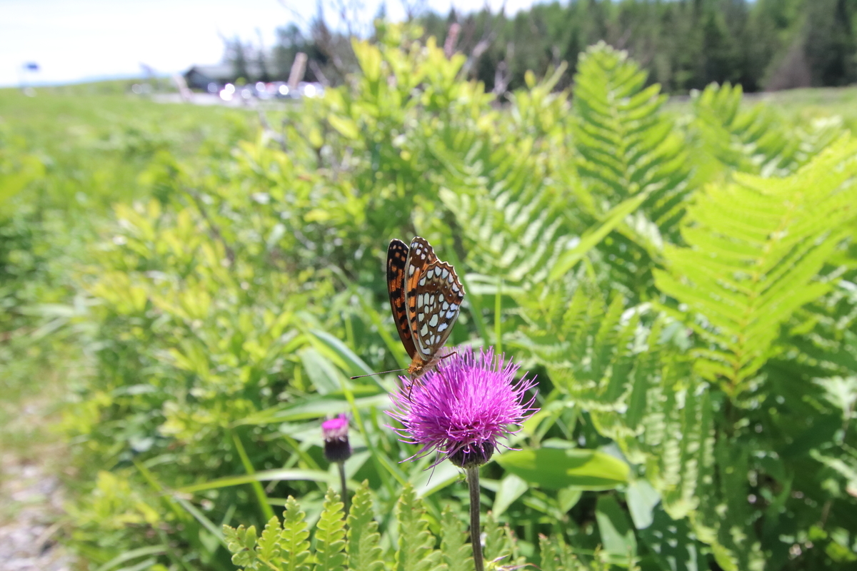 f:id:butterflyer:20210725230140j:plain