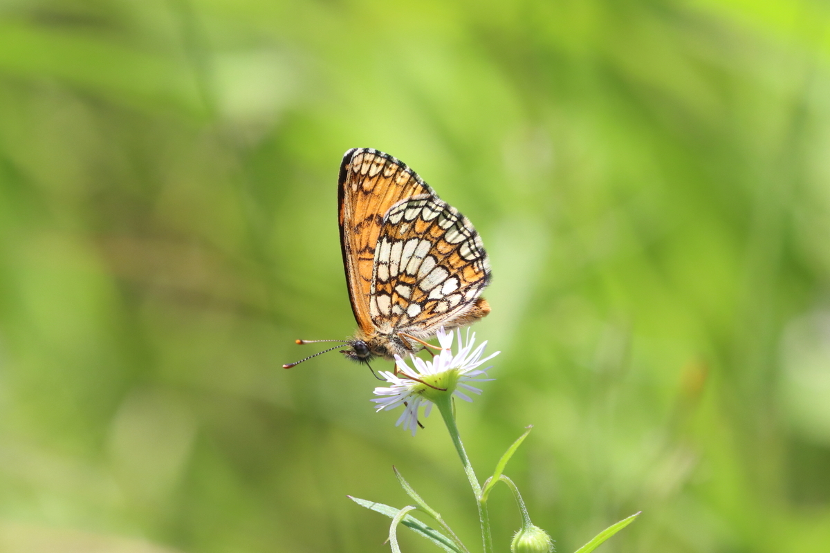 f:id:butterflyer:20210725230218j:plain