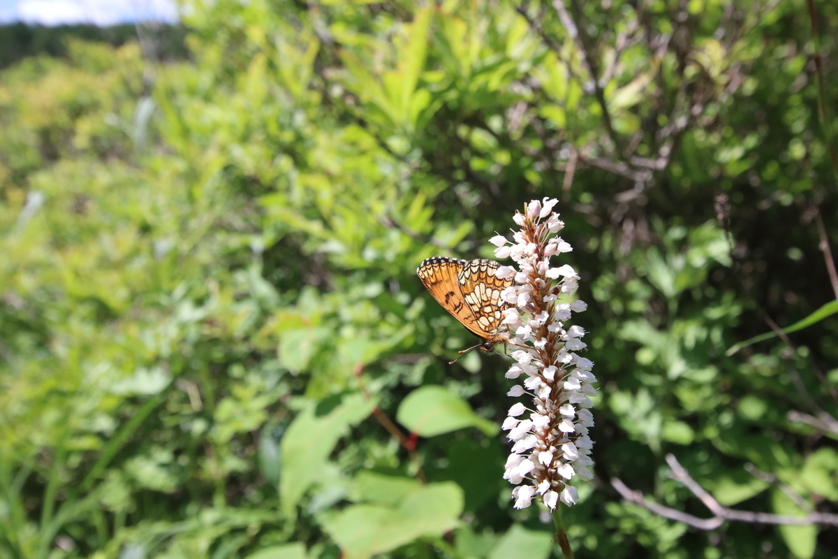 f:id:butterflyer:20210725230221j:plain