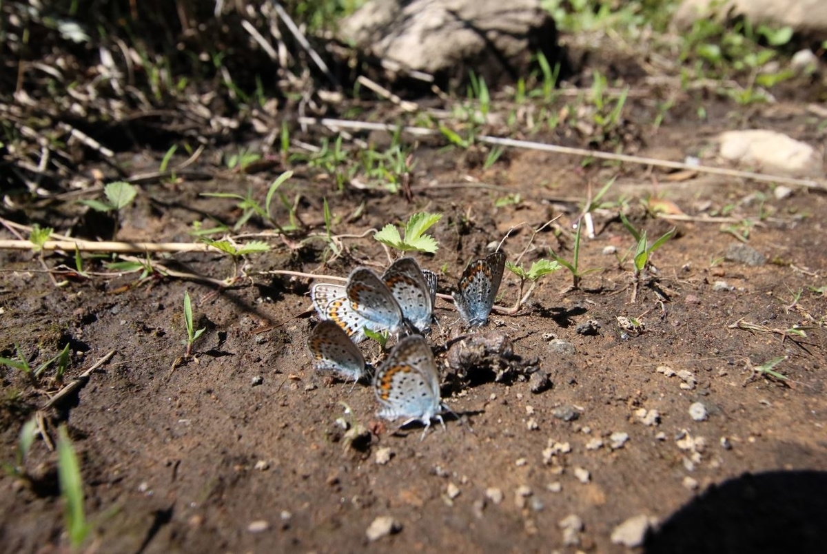 f:id:butterflyer:20210726211150j:plain