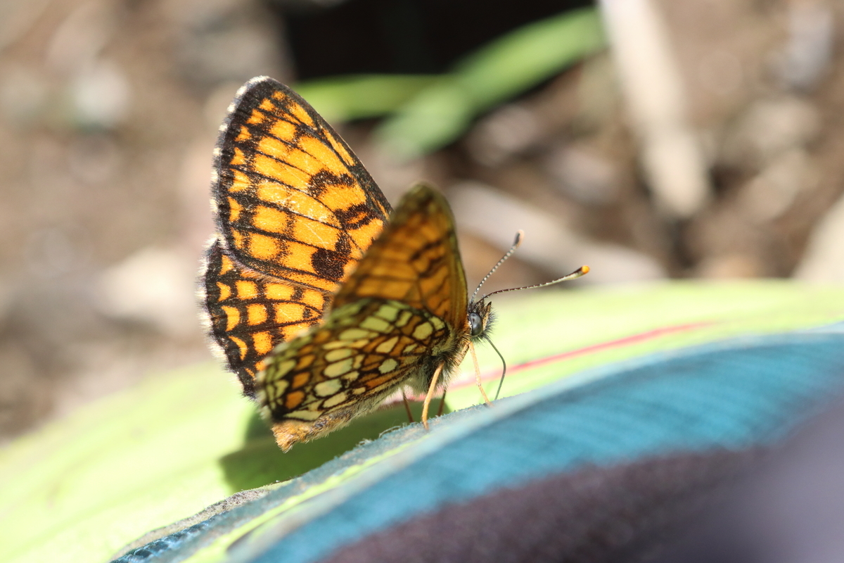 f:id:butterflyer:20210726211238j:plain