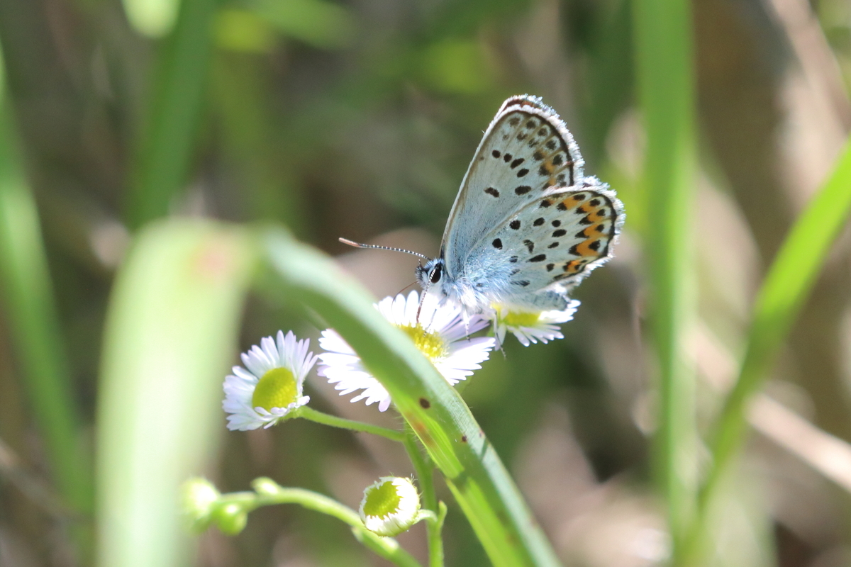 f:id:butterflyer:20210726211420j:plain