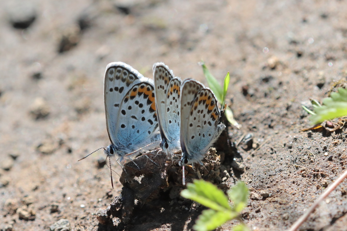 f:id:butterflyer:20210726211532j:plain