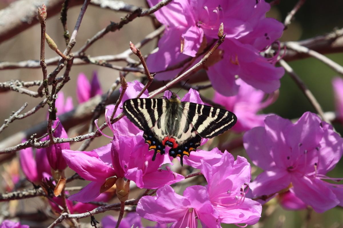 f:id:butterflyer:20211207212443j:plain