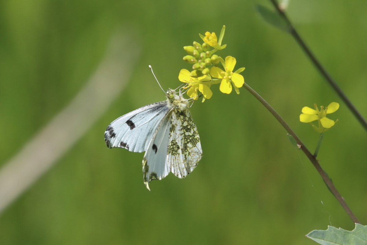 f:id:butterflyer:20211207212520j:plain