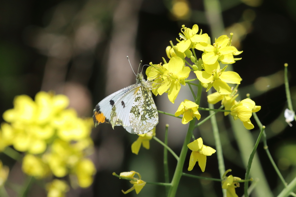 f:id:butterflyer:20211207212529j:plain