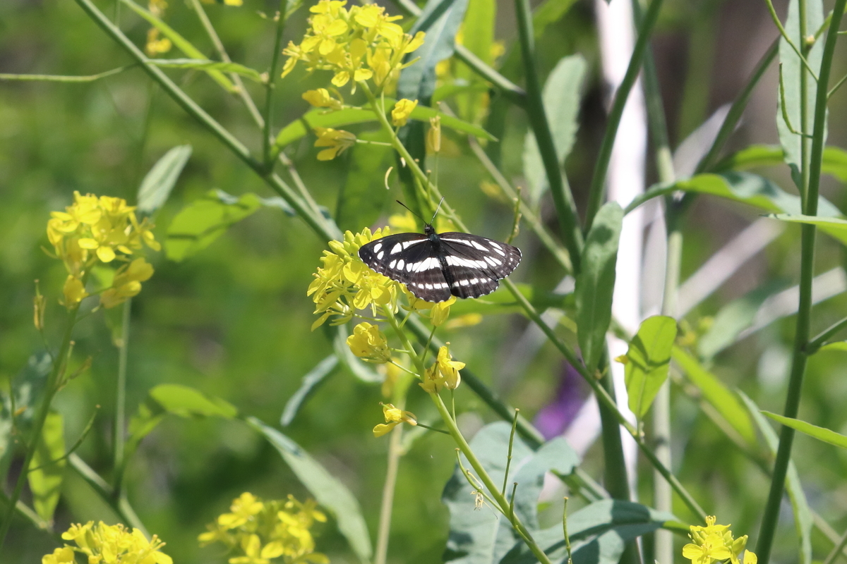 f:id:butterflyer:20211207212608j:plain