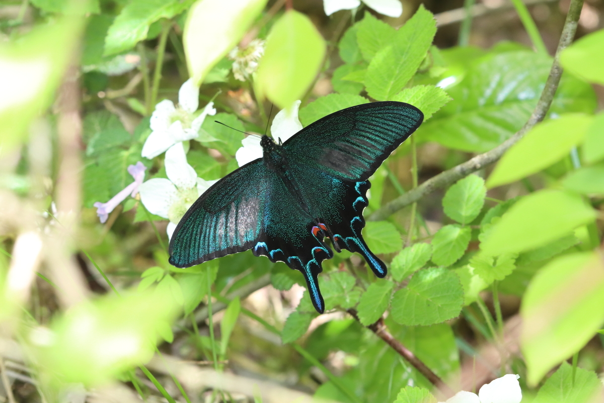 f:id:butterflyer:20211207212634j:plain