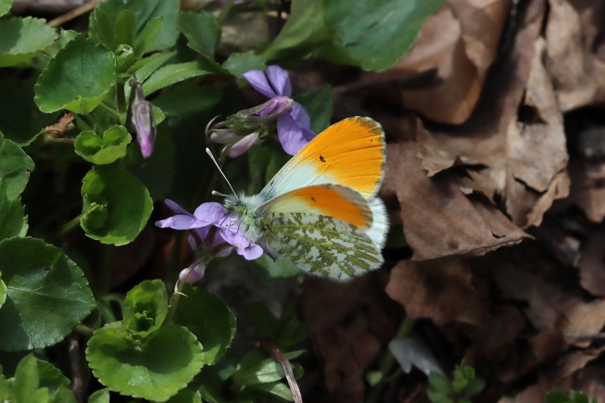 f:id:butterflyer:20211207212837j:plain