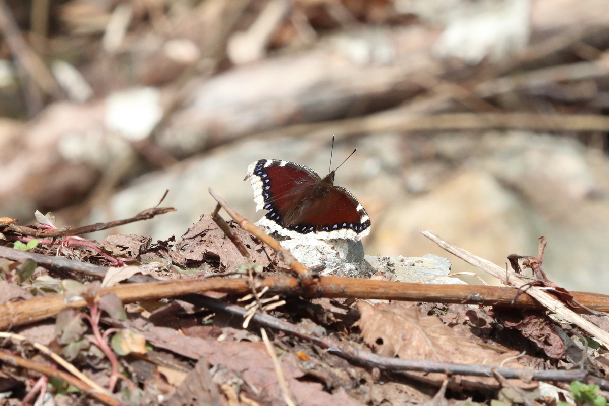 f:id:butterflyer:20211207213002j:plain