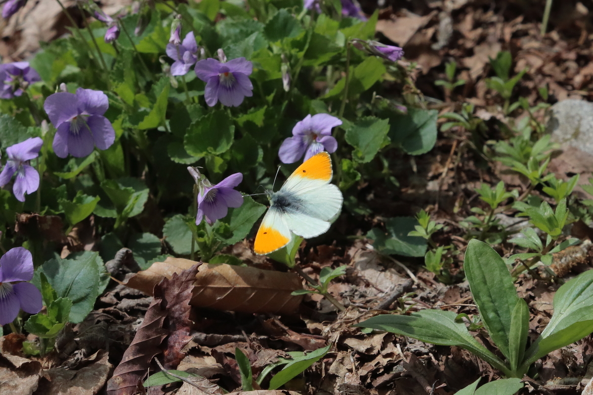 f:id:butterflyer:20211207213116j:plain