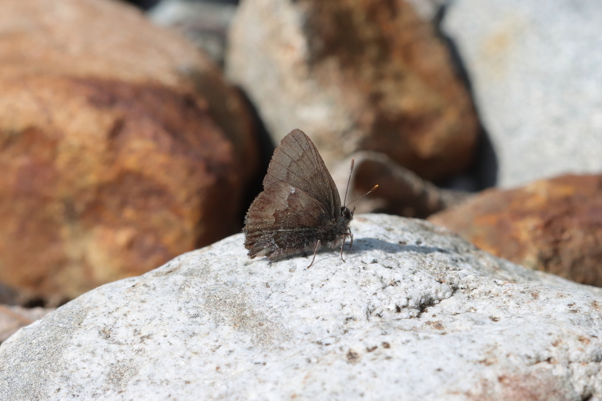 f:id:butterflyer:20211207220057j:plain