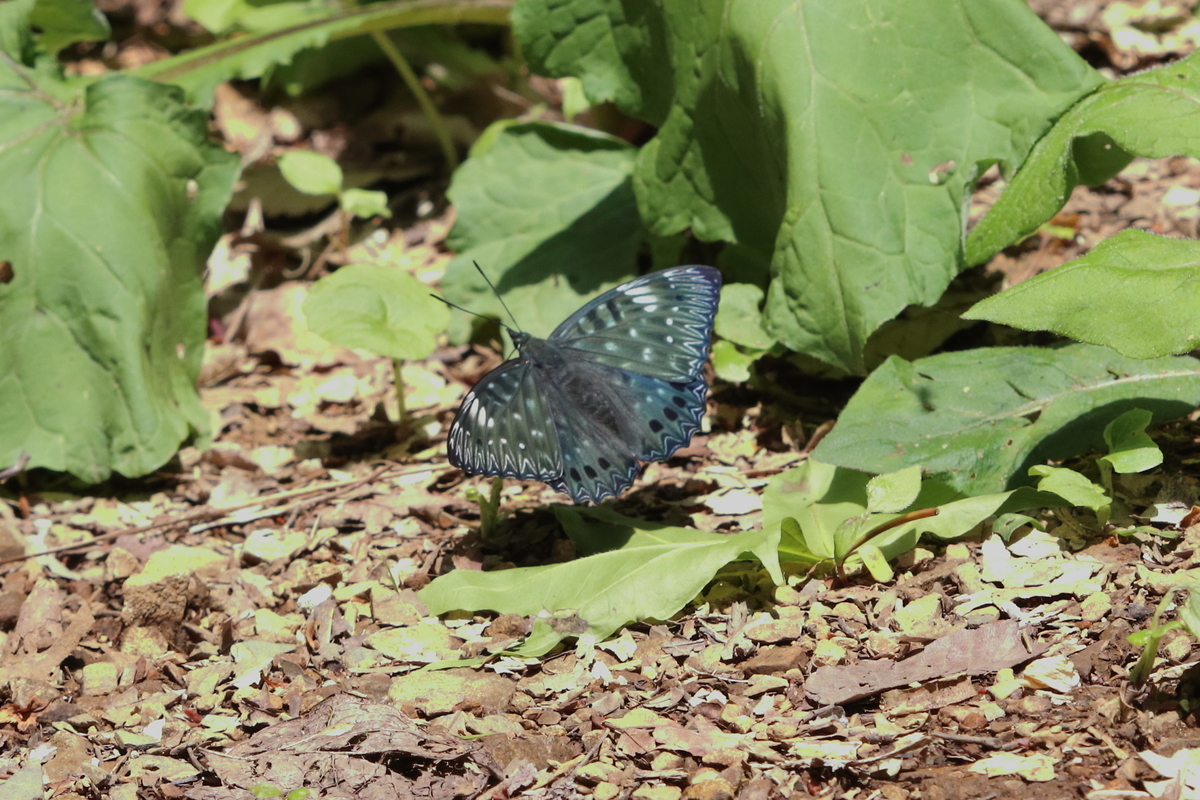 f:id:butterflyer:20211207220156j:plain