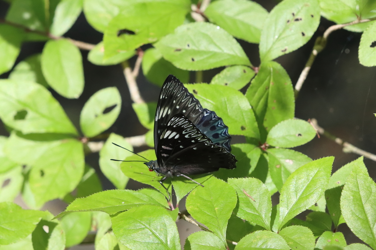 f:id:butterflyer:20211207220248j:plain