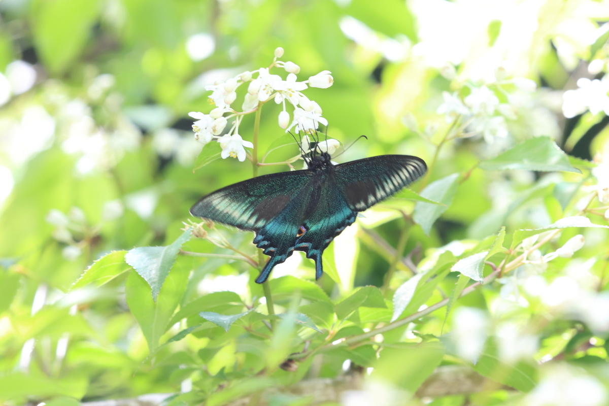 f:id:butterflyer:20211207220353j:plain